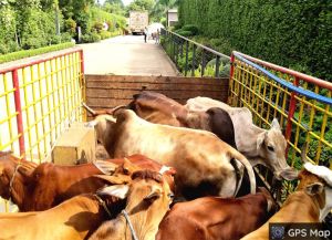  47 दिनों में 2230 आवारा पशुओं को धरपकड़ कर गौठानों में भेजा गया