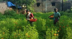  गेंदा फूल की खुशबू से महक रहा महिलाओं का जीवन 