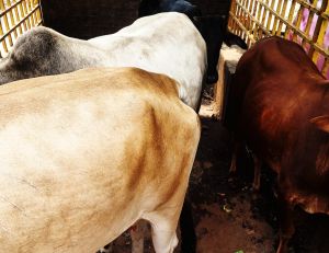 अभियान चलाकर 49 दिनों में 2319 आवारा पशुओं को धरपकड़ कर गौठानों में भेजा अभियान चलाकर 49 दिनों में 2319 आवारा पशुओं को धरपकड़ कर गौठानों में भेजा