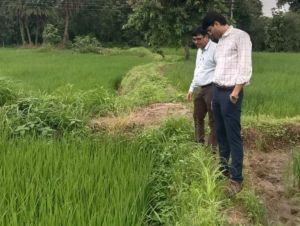 धान की किस्म विक्रम टी.सी.आर. बनी किसानों की पहली पसंद धान की किस्म विक्रम टी.सी.आर. बनी किसानों की पहली पसंद