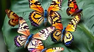  बटरफ्लाई एवं मोथ सर्वे 2025 का आयोजन 6 से 8 नवम्बर तक