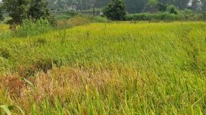  धान फसल में कीट एवं रोग प्रबंधन 