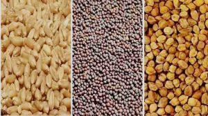 रबी बीज उत्पादक कृषकों को 2.68 करोड़ का भुगतान रबी बीज उत्पादक कृषकों को 2.68 करोड़ का भुगतान