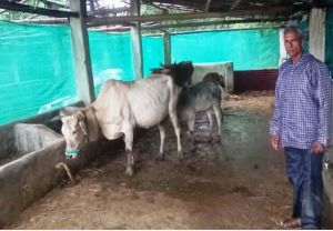 .पशु शेड गौ पालक रामफल के लिए बना आमदनी का जरिया .पशु शेड गौ पालक रामफल के लिए बना आमदनी का जरिया