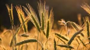  रबी वर्ष 2025-26 हेतु बीज भंडारण और वितरण की तैयारी पूरी