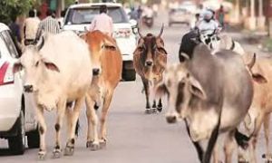 घुमंतू पशुओं के कारण होने वाले दुर्घटनाओं को रोकने एक माह तक विशेष अभियान चलाने के निर्देश घुमंतू पशुओं के कारण होने वाले दुर्घटनाओं को रोकने एक माह तक विशेष अभियान चलाने के निर्देश