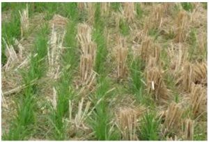 किसानों को बिना जुताई गेंहू बोने और जीरो टिलेज सीड ड्रिल पद्धति से खेती करने की सलाह किसानों को बिना जुताई गेंहू बोने और जीरो टिलेज सीड ड्रिल पद्धति से खेती करने की सलाह