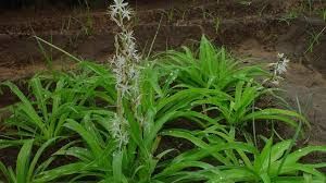  औषधीय पौधों की खोज यात्रा कार्यक्रम का आयोजन