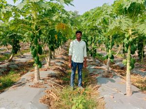  राष्ट्रीय बागवानी मिशन के समर्थन से पपीते की खेती बनी किसानों की आय का माध्यम