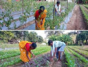  नवाचार की नई मिसाल- हरसिंह ओयामी का एकीकृत खेती मॉडल बना प्रेरणा