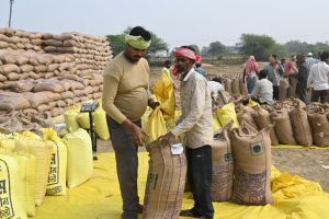 अब तक 28031 मीट्रिक टन धान की खरीदी अब तक 28031 मीट्रिक टन धान की खरीदी