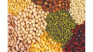 दलहन, तिलहन फसलों की खरीदी 01 दिसंबर से