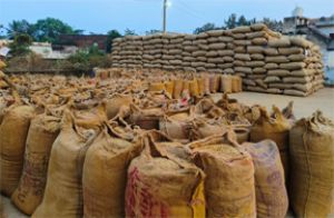  रायपुर जिले में आज हुई 1 लाख 19 हजार 437.60 क्विंटल धान खरीदी