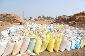  दुर्ग जिले में  1,36,322.68 मीट्रिक टन धान की खरीदी की गई