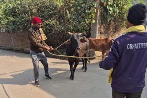 मैत्री नगर सुन्दर नगर में आवारा मवेशी की तत्काल धरपकड़ कर जनशिकायत का किया त्वरित निदान