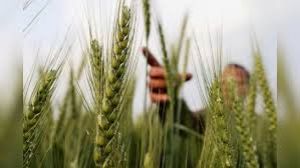  रबी फसल  :10 वर्ष के अंदर एवं 10 वर्ष के बाहर के किस्मों के बीज उत्पादन कार्यक्रम हेतु लक्ष्य