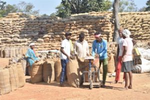  बालोद जिले में समर्थन मूल्य पर धान खरीदी कार्य सफलतापूर्वक जारी