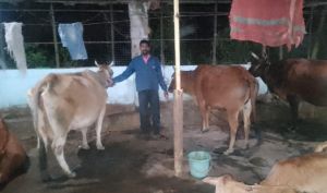  उन्नत पशुपालन से बदली तिलेश्वर पाण्डे की तकदीर