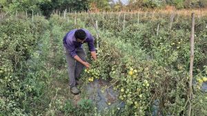  ग्राफ्टेड टमाटर की खेती से युवराज साहू को हो रहा  दोगुना फायदा