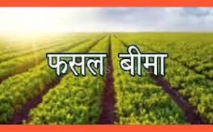  रबी फसलों का बीमा कराने हेतु अंतिम तिथि 31 दिसम्बर