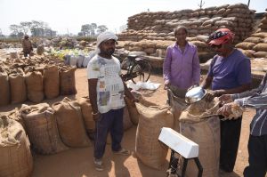  अब तक 2,68,901.52 मे. टन धान की हुई खरीदी