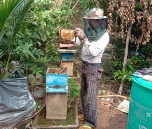   मधुमक्खी पालन बनीं रोज़गार की कुंजी : अतिरिक्त आय का सशक्त माध्यम बना मधुमक्खी पालन