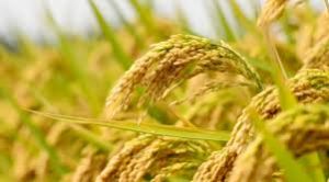  धान बीज उत्पादक कृषकों को मिला 1.48 करोड़ अग्रिम भुगतान