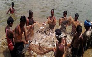 प्रधानमंत्री मत्स्य सम्पदा योजना से जिले में आई मत्स्य क्रांति