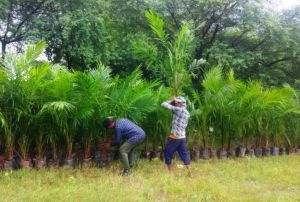  ऑयल पाम की खेती को बढ़ावा: अतिरिक्त अनुदान से किसानों की आय बढ़ाने की पहल