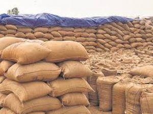  धान भंडारण में सूखत एवं कीट-जनित क्षय: वैज्ञानिक एवं स्वाभाविक प्रक्रिया