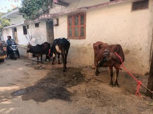  डेयरी संचालक पर नोटिस देकर किया 5 हजार रू. का जुर्माना 