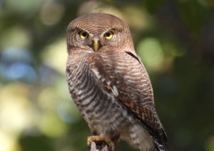  बारनावापारा अभयाण्य में "बर्ड सर्वे 2026" का आयोजन,200 से अधिक पक्षी प्रजातियों का रिकॉर्ड दर्ज