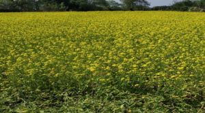 सरसों की खेती से आत्मनिर्भर बनीं बजरहीन बाई गोंड़