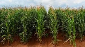 दुर्ग जिले में ग्रीष्मकालीन धान के स्थान पर वैकल्पिक फसलों को बढ़ावा