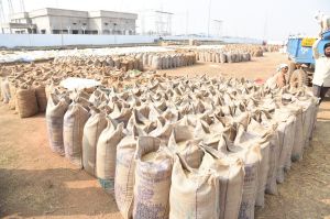 दुर्ग जिले में उपार्जन केन्द्रों से 1लाख 74 हजार मीट्रिक टन धान का उठाव   