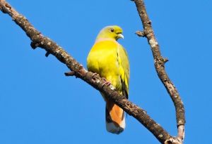 दुर्लभ ऑरेंज-ब्रेस्टेड ग्रीन-पिजन,बर्ड सर्वे के दौरान हुई विशेष फोटोग्राफी