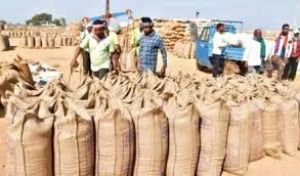  23.48 लाख किसानों से धान खरीदी, 29,597 करोड़  रुपए का भुगतान