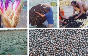  छत्तीसगढ़ में मखाना उत्पादन को प्रोत्साहन