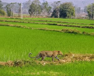  मां से बिछड़कर खेत में पहुंचा चार माह का तेंदुए का शावक