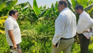   खाद्य तेल में आत्मनिर्भरता की ओर छत्तीसगढ़ : राज्य में 10,796 हेक्टेयर क्षेत्रों में ऑयल पाम की खेती