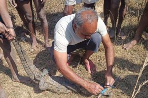 मगरमच्छ का सुरक्षित रेस्क्यू, जंगल सफारी में मिला नया आश्रय