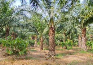एक एकड़ में सवा लाख रुपए का मुनाफा देने वाला पाम ऑयल की खेती