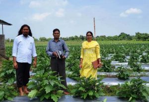 ग्राफ्टेड बैगन से 16 लाख रूपए की आमदनी ग्राफ्टेड बैगन से 16 लाख रूपए की आमदनी