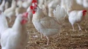 बर्ड फ्लू नियंत्रण के लिए कंट्रोल रूम स्थापित, 24 घंटे रहेगा सक्रिय