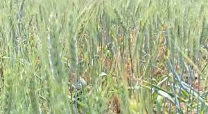  फसल परिवर्तन से बढ़ी आमदनी: गौरेला-पेंड्रा-मरवाही के किसानों ने अपनाई गेहूं खेती 