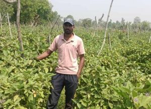  ग्राफ्टेड बैंगन की उन्नत खेती से अमृत बंजारे की आर्थिक स्थिति हुई सुदृढ़  