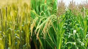  प्रदेश में चालू रबी सीजन में 18.60 लाख हेक्टेयर में विभिन्न फसलों की बोनी