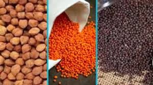   महासमुंद जिले में चना, मसूर एवं सरसों की न्यूनतम समर्थन मूल्य पर 30 मई तक की जाएगी खरीदी 