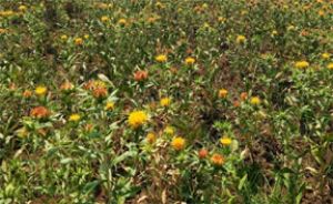  कुसुम की खेती के प्रति बालोद जिले के किसानों में बढ़ा रूझान