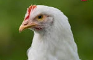  कोनी कुक्कुट क्षेत्र में बर्ड फ्लू नियंत्रण के बाद सैनिटाइजेशन प्रमाण-पत्र जारी, चरणबद्ध निगरानी जारी